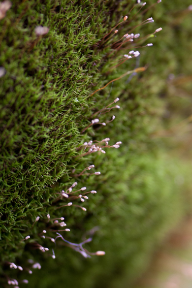Distichium capillaceum